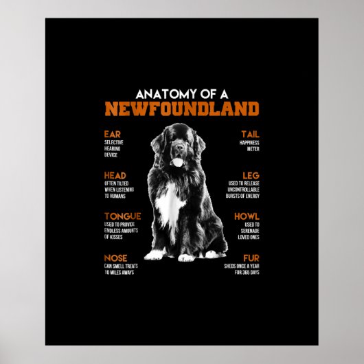 Funny Anatomy of a Newfundland Hunde Poster (Vorne)