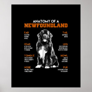 Funny Anatomy of a Newfundland Hunde Poster