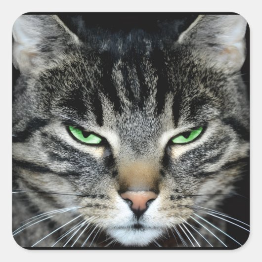 Funny Angry Grumpy Judgemental Cat Quadratischer Aufkleber (Vorderseite)