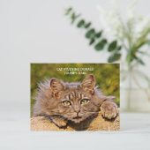 Funny Anti-Trump Cat studiert Trumps Haar Postkarte (Stehend Vorderseite)