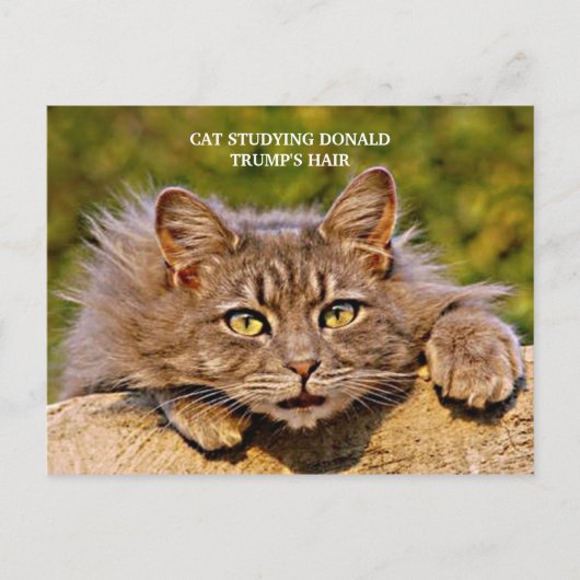 Funny Anti-Trump Cat studiert Trumps Haar Postkarte (Vorderseite)