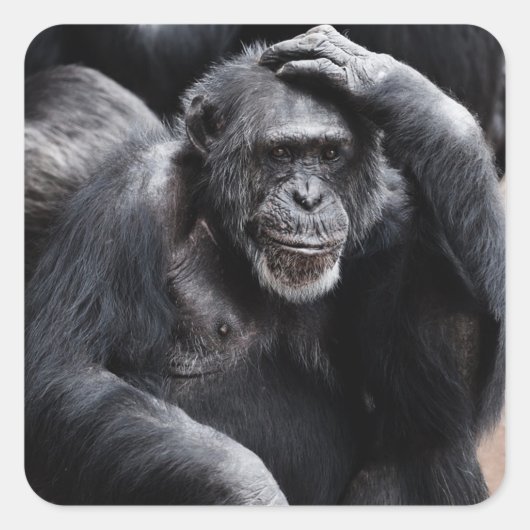 Funny Ape Sticker (Vorderseite)