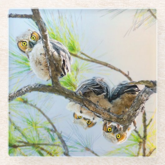 Funny Baby Owls auf einem Limb Glasuntersetzer (Vorderseite)