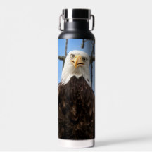 Funny Bald Eagle Face Wildlife Fotografy