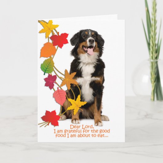 Funny Bernese Hund Erntedank Card Feiertagskarte (Vorderseite)