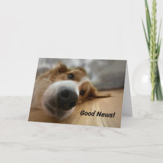 Funny Bernese Mountain Hund mit Big Nose Geburtsta Karte