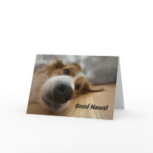 Funny Bernese Mountain Hund mit Big Nose Geburtsta