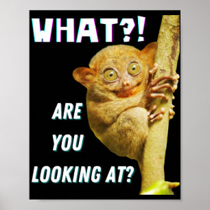 Funny Big Mit Augen Tarsier Was Sie sehen Poster