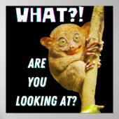 Funny Big Mit Augen Tarsier Was Sie sehen Poster (Vorne)