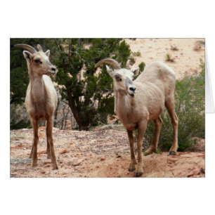 Funny Bighorn Sheep im Zion Nationalpark