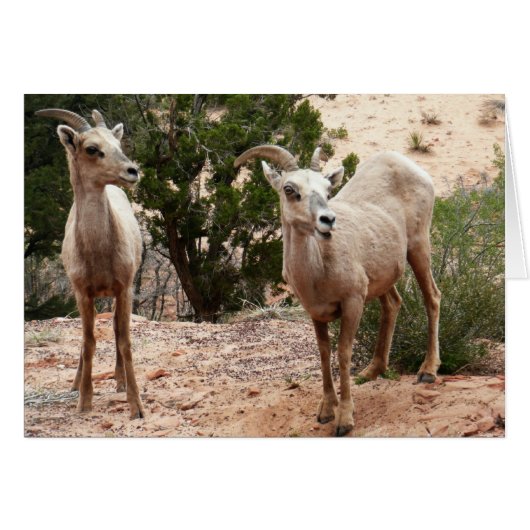 Funny Bighorn Sheep im Zion Nationalpark (Vorderseite (Horizontal))