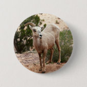 Funny Bighorn Sheep im Zion Nationalpark Button (Vorderseite)