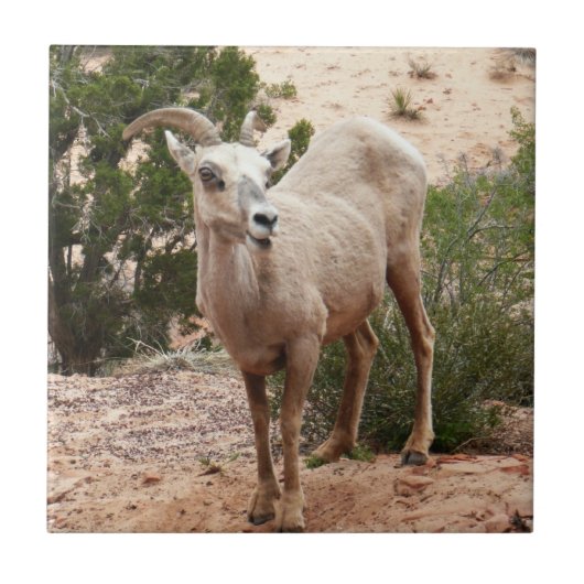 Funny Bighorn Sheep im Zion Nationalpark Fliese (Vorderseite)