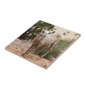 Funny Bighorn Sheep im Zion Nationalpark Fliese (Seite)