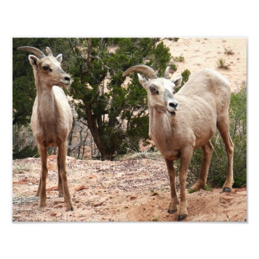 Funny Bighorn Sheep im Zion Nationalpark Fotodruck (Vorne)