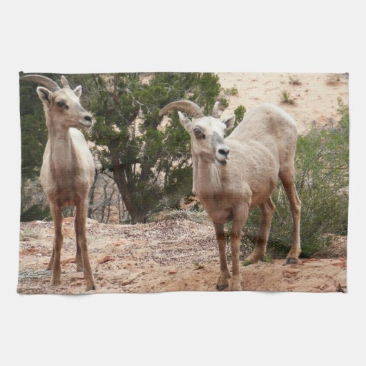 Funny Bighorn Sheep im Zion Nationalpark Geschirrtuch (Horizontal)