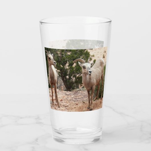 Funny Bighorn Sheep im Zion Nationalpark Glas (Rückseite)