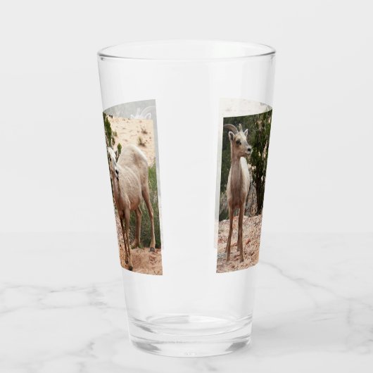 Funny Bighorn Sheep im Zion Nationalpark Glas (Links)