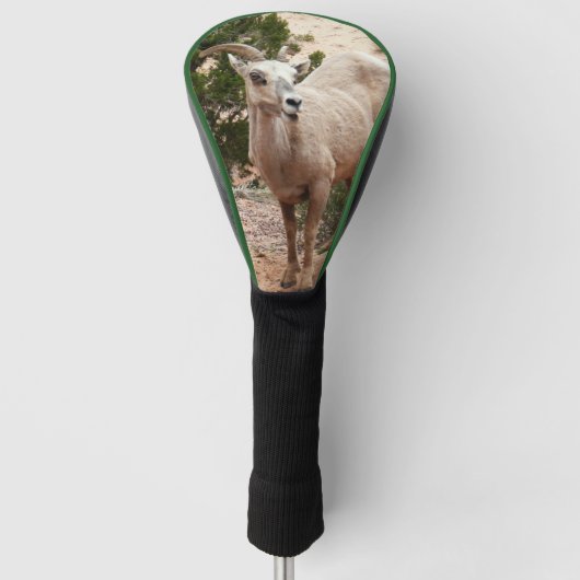 Funny Bighorn Sheep im Zion Nationalpark Golf Headcover (Vorderseite)