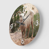 Funny Bighorn Sheep im Zion Nationalpark Große Wanduhr (Winkel)