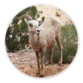 Funny Bighorn Sheep im Zion Nationalpark Keramikknauf (Vorderseite)