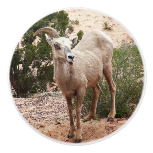 Funny Bighorn Sheep im Zion Nationalpark Keramikknauf (Vorderseite)