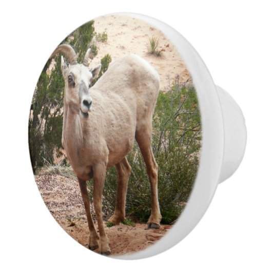 Funny Bighorn Sheep im Zion Nationalpark Keramikknauf (Rechts)