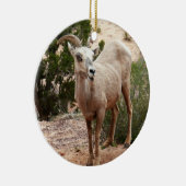 Funny Bighorn Sheep im Zion Nationalpark Keramikornament (Rechts)