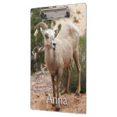 Funny Bighorn Sheep im Zion Nationalpark Klemmbrett (Links)
