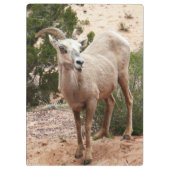 Funny Bighorn Sheep im Zion Nationalpark Klemmbrett (Rückseite)