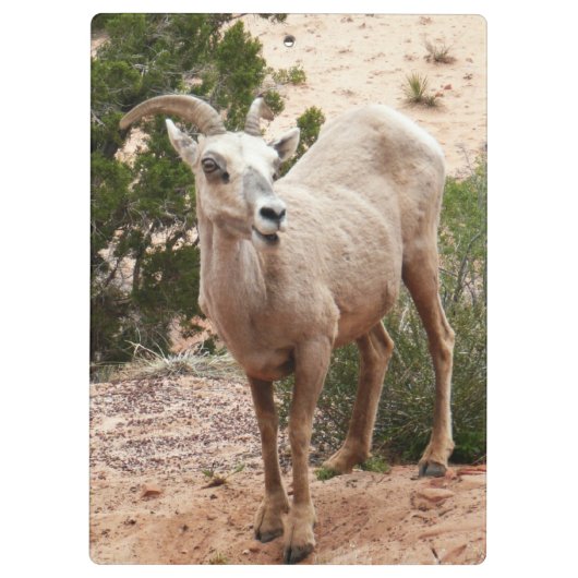 Funny Bighorn Sheep im Zion Nationalpark Klemmbrett (Rückseite)
