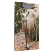 Funny Bighorn Sheep im Zion Nationalpark Klemmbrett (Rechts)