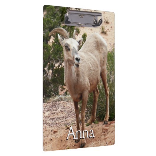 Funny Bighorn Sheep im Zion Nationalpark Klemmbrett (Rechts)