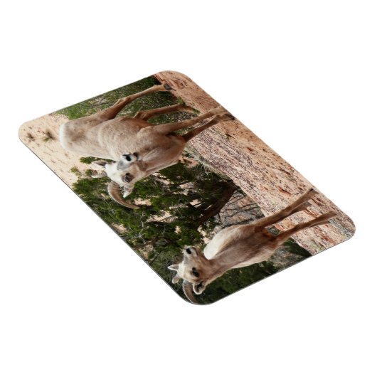 Funny Bighorn Sheep im Zion Nationalpark Magnet (Rechte Seite)