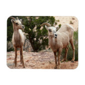 Funny Bighorn Sheep im Zion Nationalpark Magnet (Horizontal)