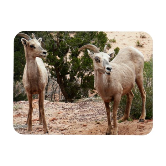 Funny Bighorn Sheep im Zion Nationalpark Magnet (Horizontal)
