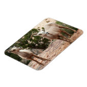 Funny Bighorn Sheep im Zion Nationalpark Magnet (Linke Seite)