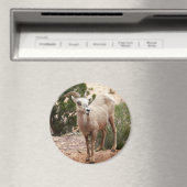 Funny Bighorn Sheep im Zion Nationalpark Magnet (In Situ (Geschirrspüler))