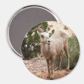 Funny Bighorn Sheep im Zion Nationalpark Magnet (Vorderseite/Rückseite)