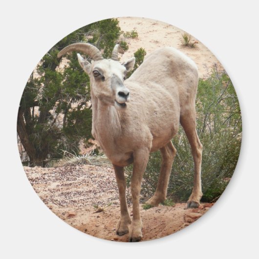 Funny Bighorn Sheep im Zion Nationalpark Magnet (Vorne)
