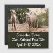 Funny Bighorn Sheep im Zion Nationalpark Magnetkarte (Vorne/Hinten)