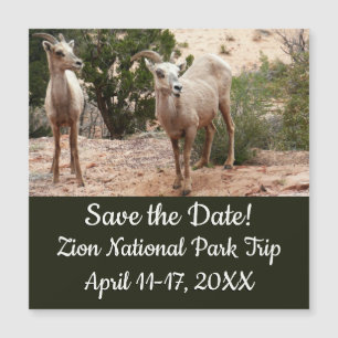 Funny Bighorn Sheep im Zion Nationalpark Magnetkarte
