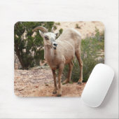 Funny Bighorn Sheep im Zion Nationalpark Mousepad (Mit Mouse)