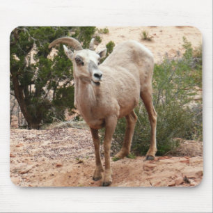Funny Bighorn Sheep im Zion Nationalpark Mousepad
