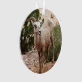 Funny Bighorn Sheep im Zion Nationalpark Ornament (Vorderseite)