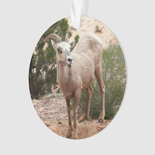 Funny Bighorn Sheep im Zion Nationalpark Ornament (Vorderseite)