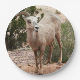 Funny Bighorn Sheep im Zion Nationalpark Pappteller