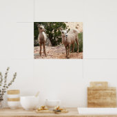 Funny Bighorn Sheep im Zion Nationalpark Poster (Küche)