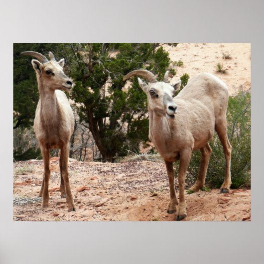 Funny Bighorn Sheep im Zion Nationalpark Poster (Vorne)