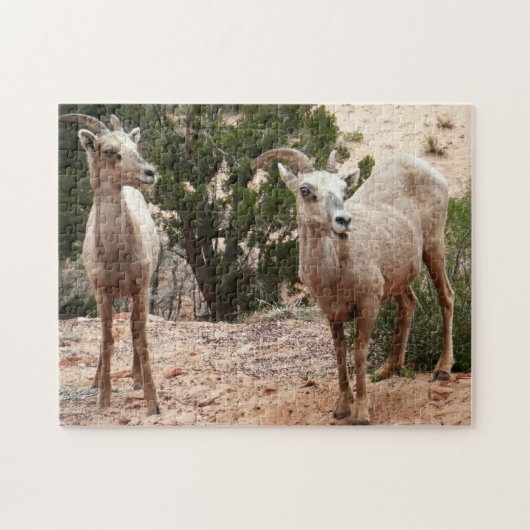 Funny Bighorn Sheep im Zion Nationalpark Puzzle (Horizontal)